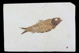 Knightia Fossil Fish - Wyoming #75874-1